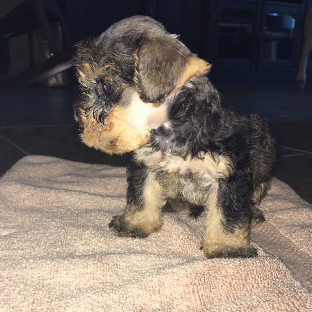 Meet your Posher, Eva